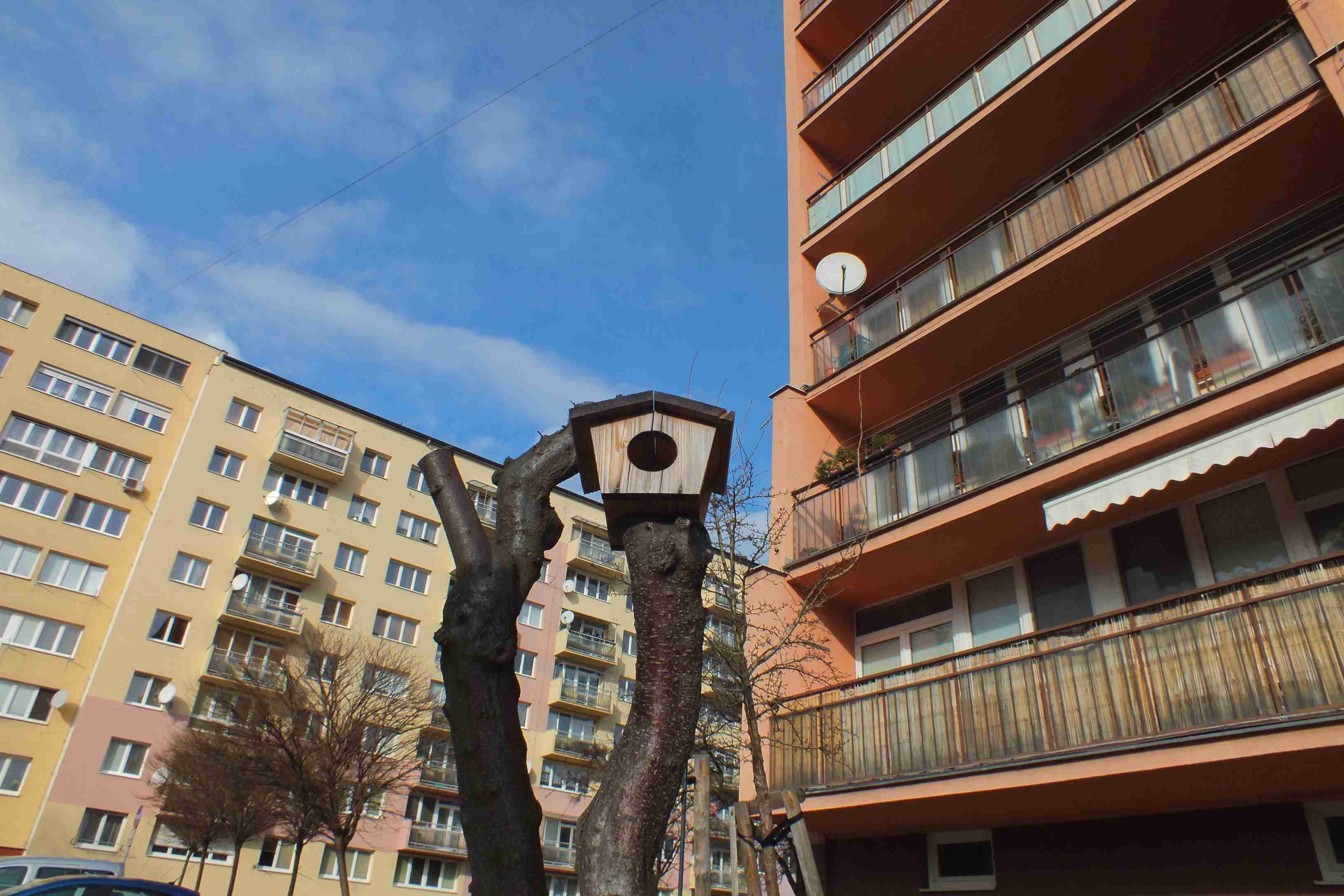 Ptáci na sídlišti