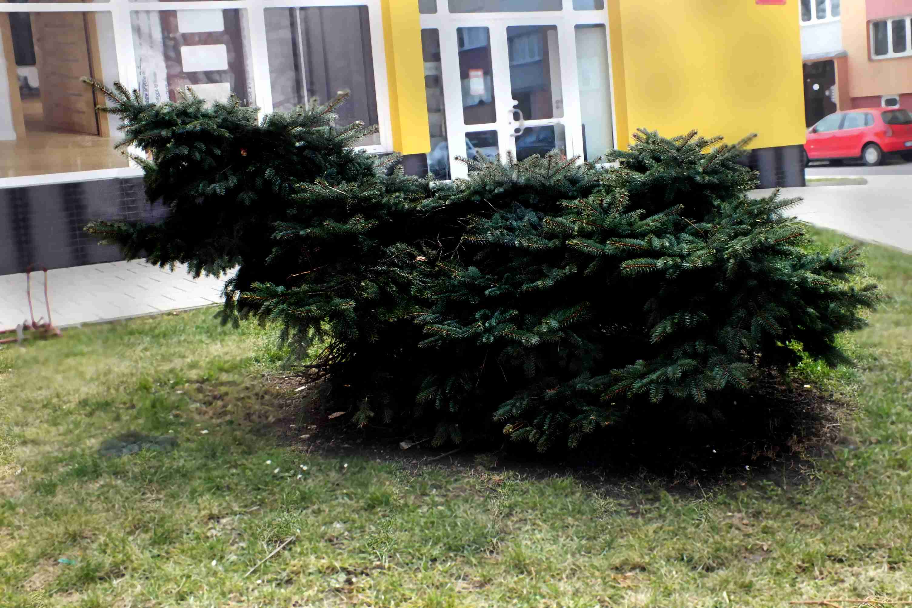 Zakletý pejsek